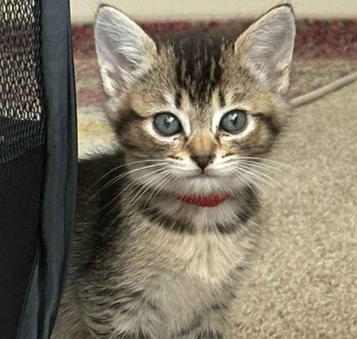 Photo of Ruby
