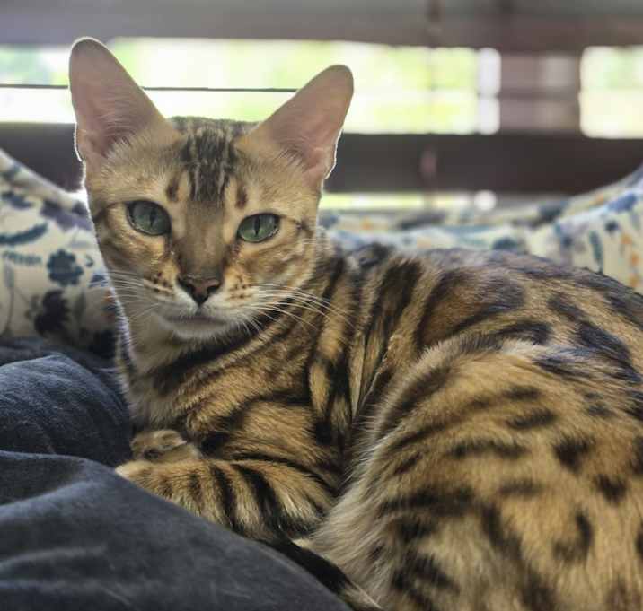 Photo of Magenta
