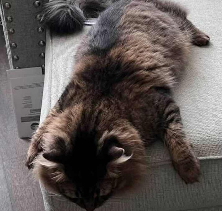 Photo of Chewbacca
