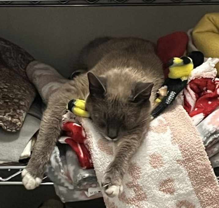 Photo of Willow