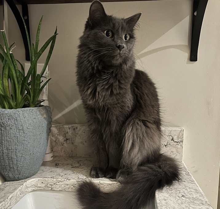 Photo of Gunner