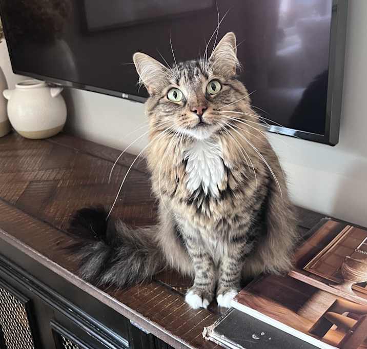 Photo of Nova