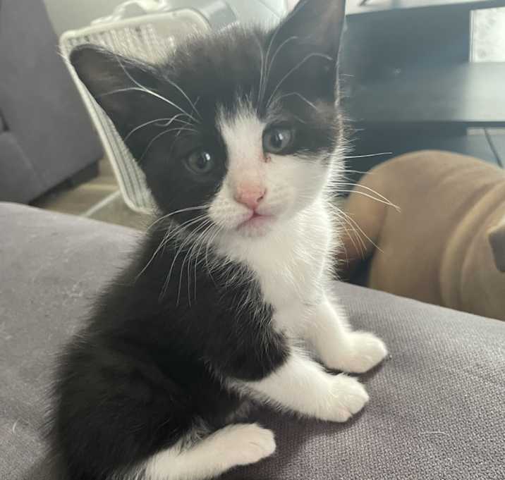 Photo of KITTENS