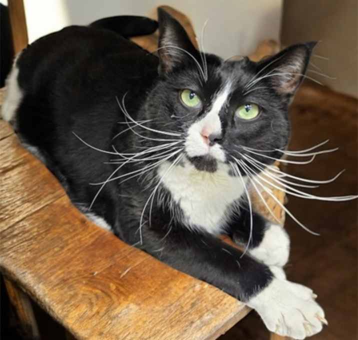 Photo of Figaro