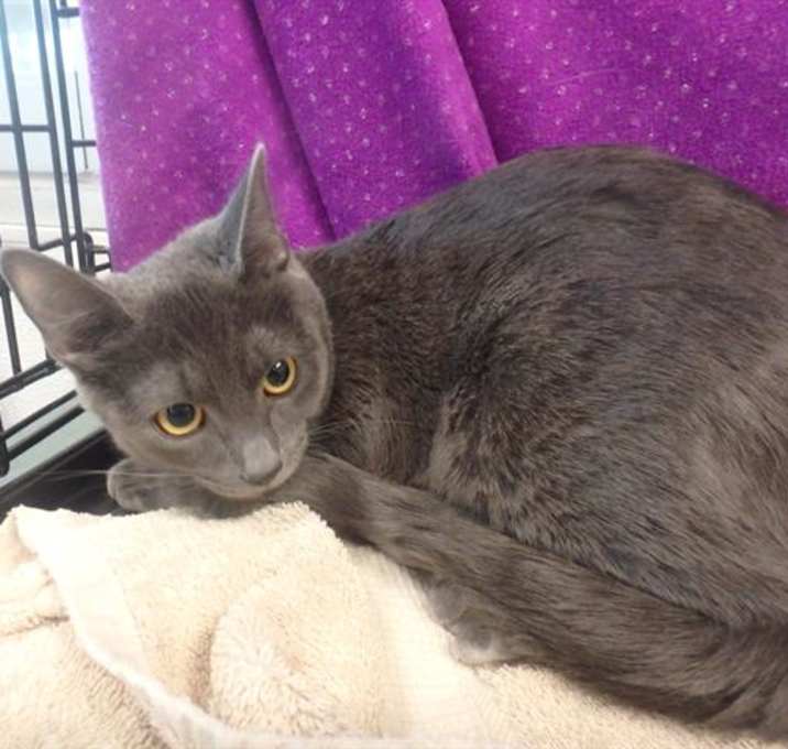 Photo of GRACIE