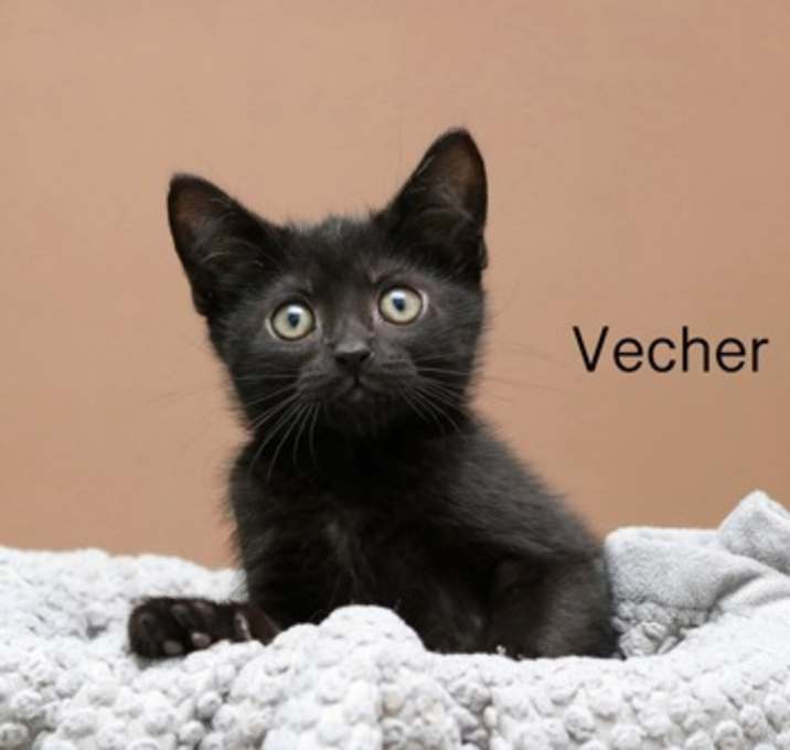 Photo of Vecher