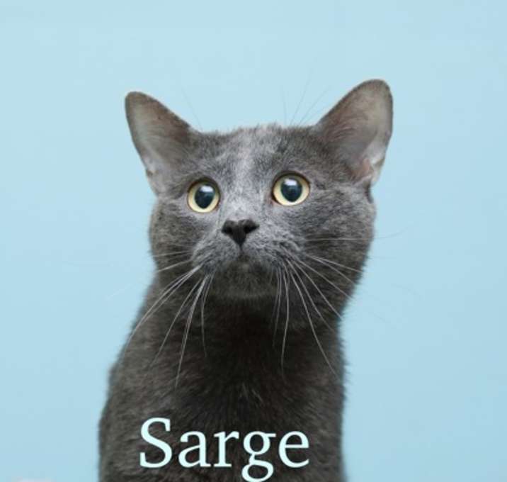Photo of Sarge
