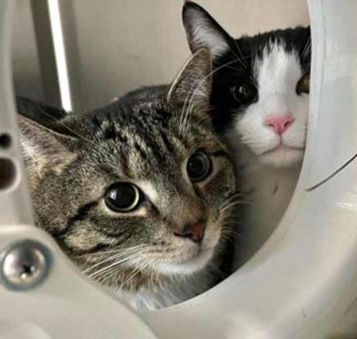 Photo of Bo - Bonded w/Bin