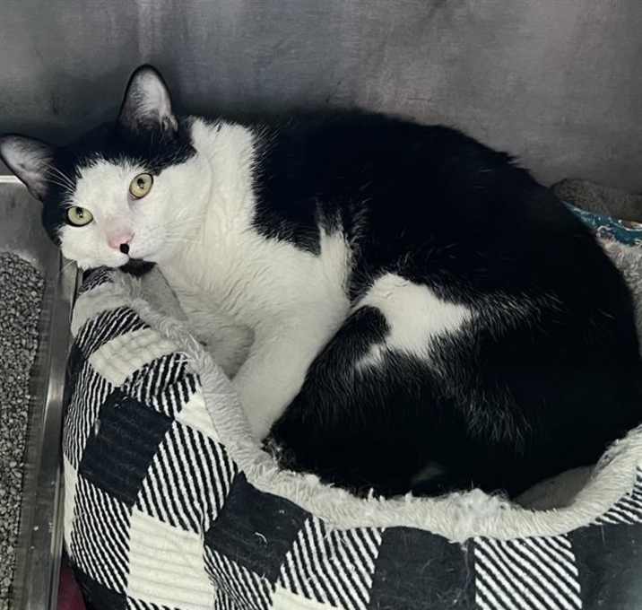 Photo of OREO