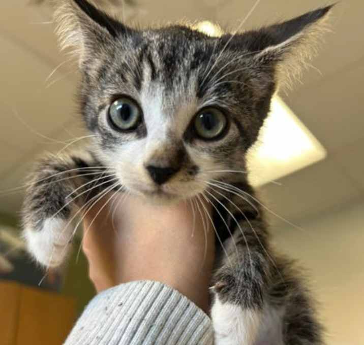 Photo of Watson
