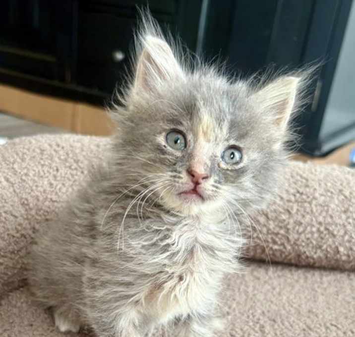 Photo of Karma