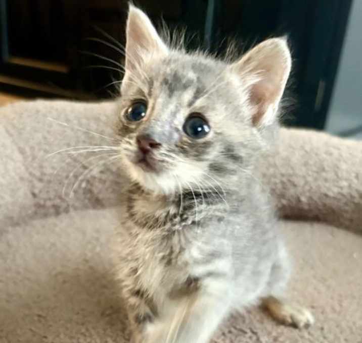 Photo of Kimba