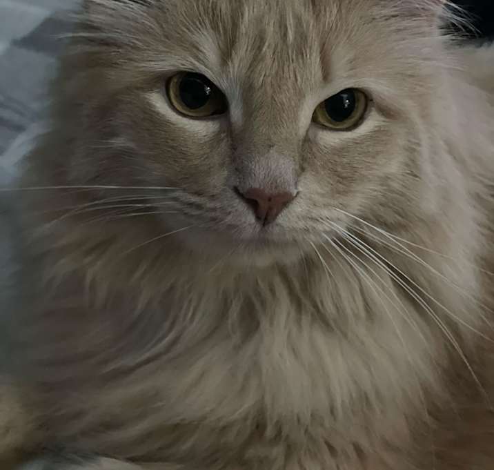 Photo of Bella