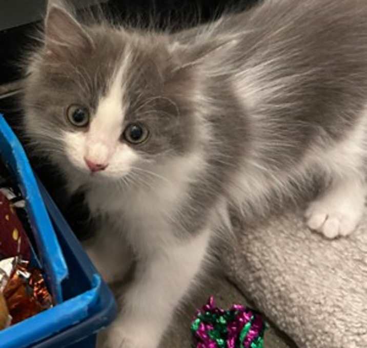 Photo of Bentley