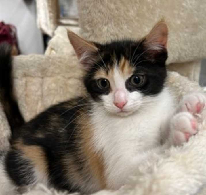Photo of June Bug