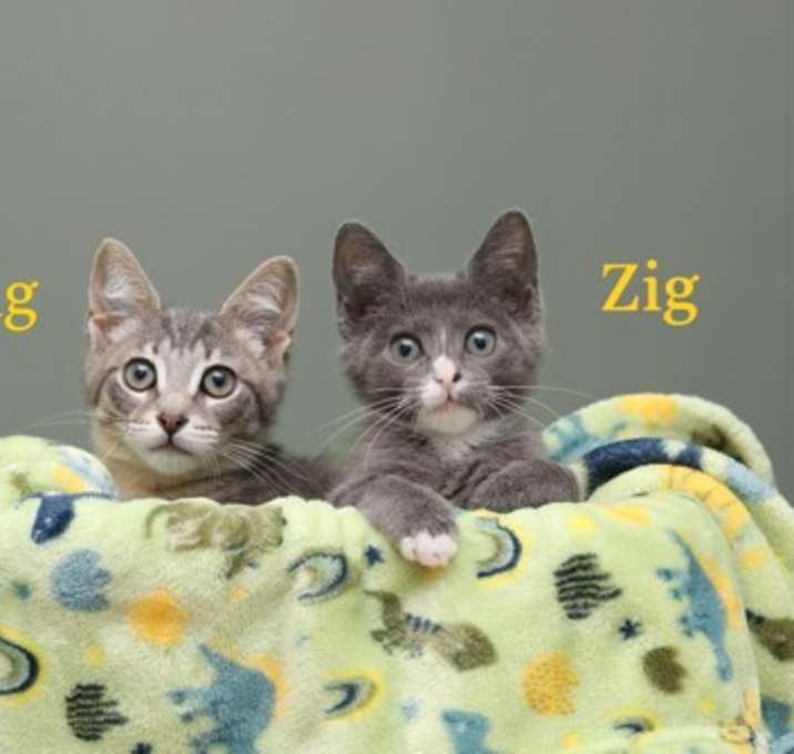 Photo of Zag