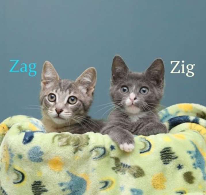 Photo of Zig