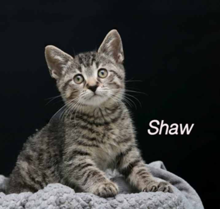 Photo of Shaw
