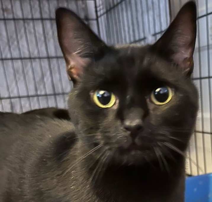 Photo of Sylvester Two