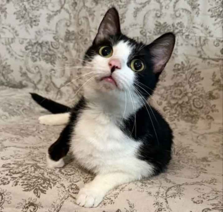 Photo of Bluebell