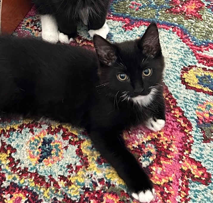 Photo of Luna
