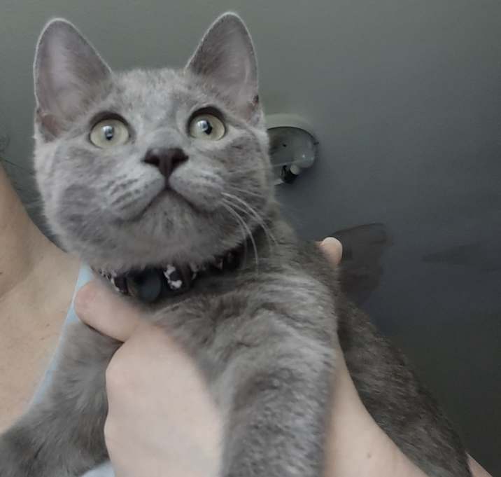 Photo of She-Ra