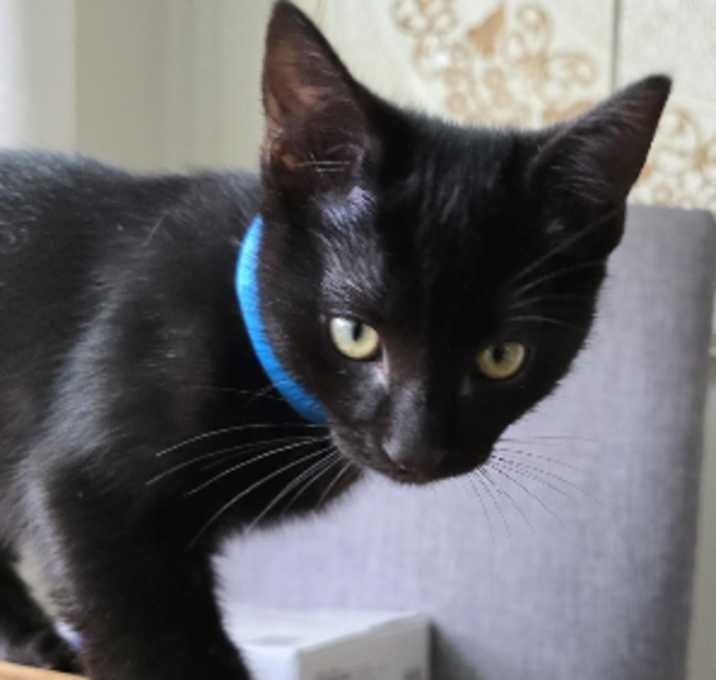Photo of Basil