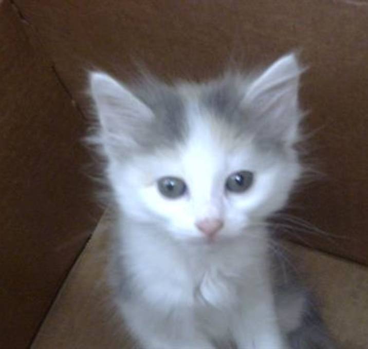 Photo of PEACHES