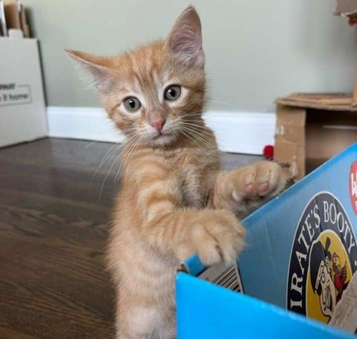 Photo of Linus