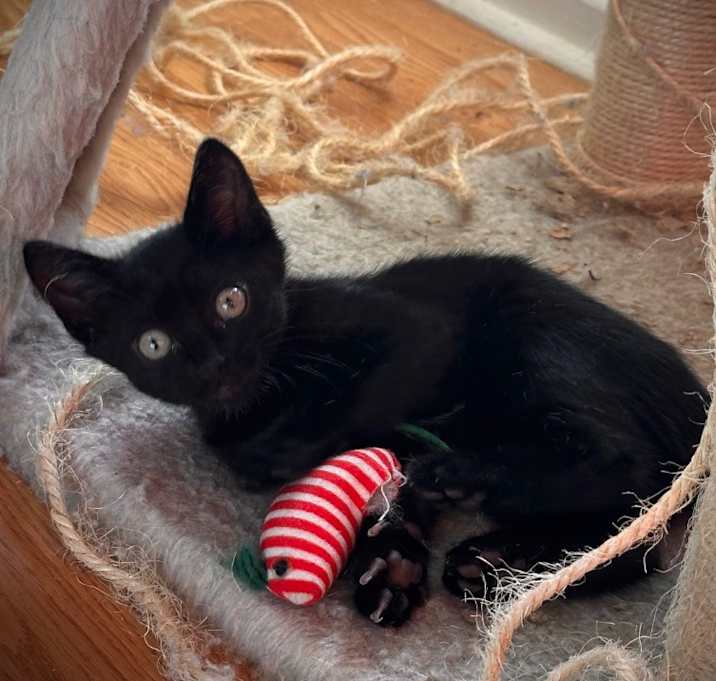 Photo of Amber