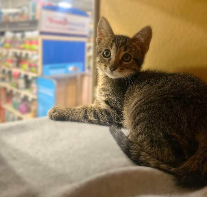 Photo of Caramel