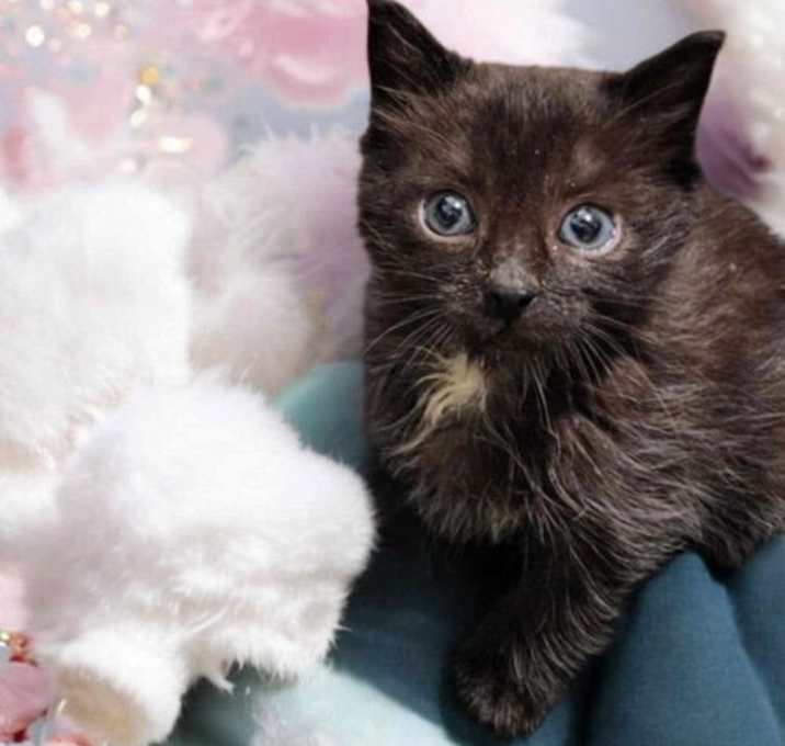 Photo of Blackjack (Available for pre-adoption)