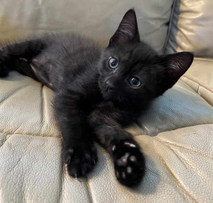 Photo of SIMON