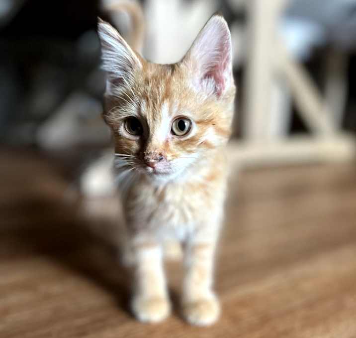 Photo of Duchess