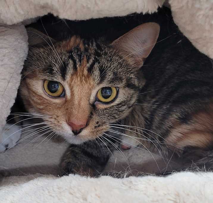 Photo of Bootie