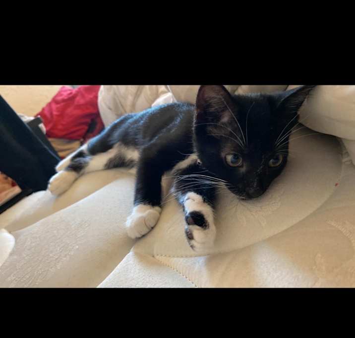 Photo of Raven