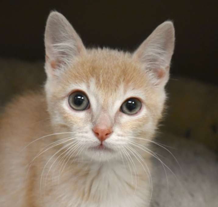 Photo of Almond