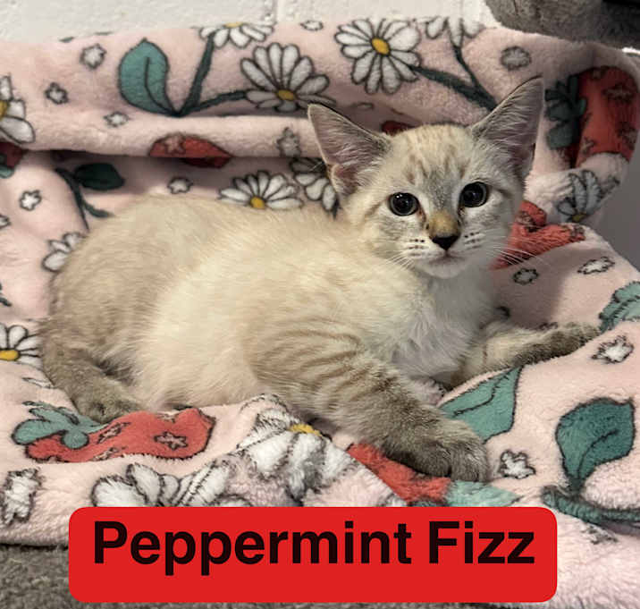 Photo of Peppermint Fizz