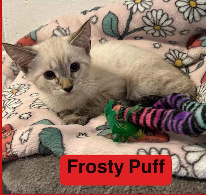 Photo of Frosty Puff
