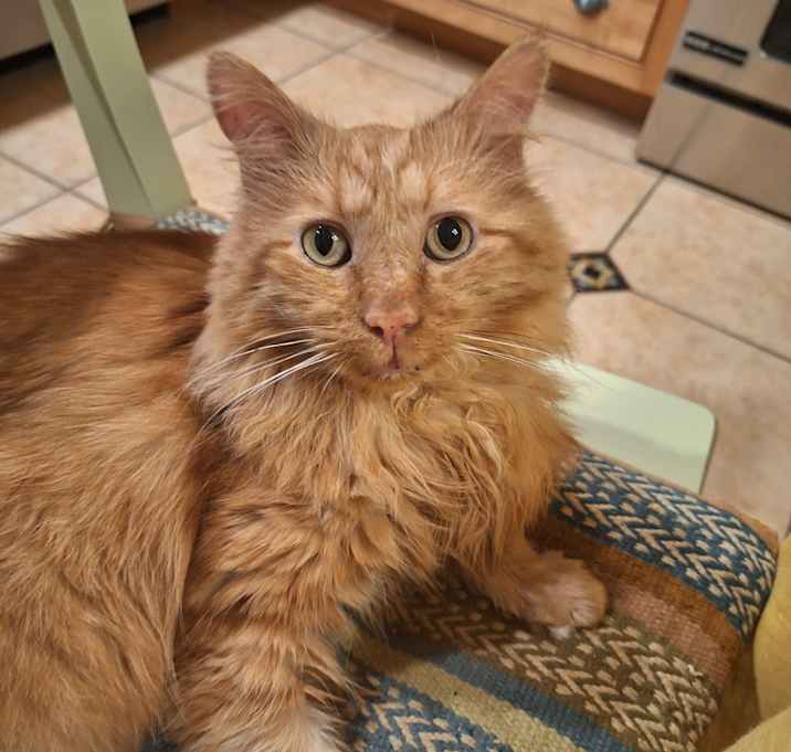 Photo of Garfield