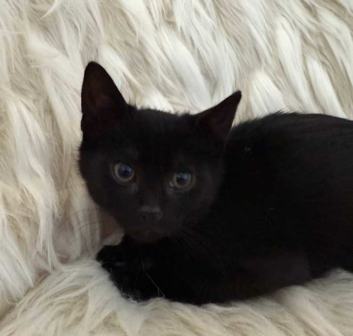 Photo of Junebug