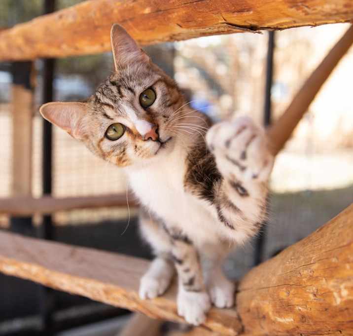 Photo of Buffy