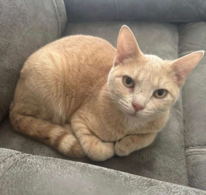 Photo of Ginger Snap