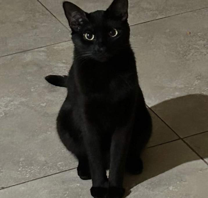 Photo of Violet