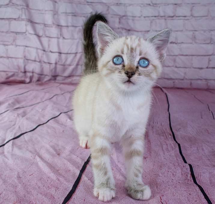 Photo of Panini