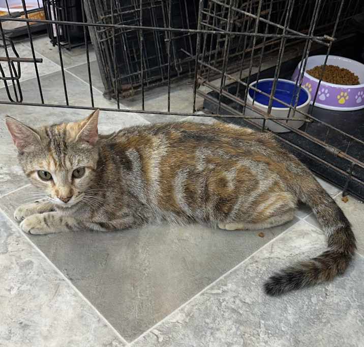 Photo of Cinnamon