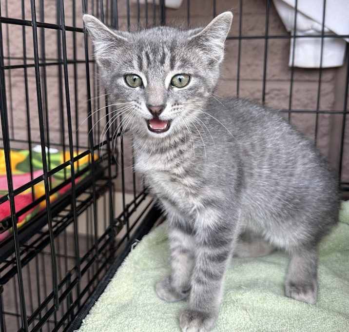 Photo of Greek Kitty : Adonis
