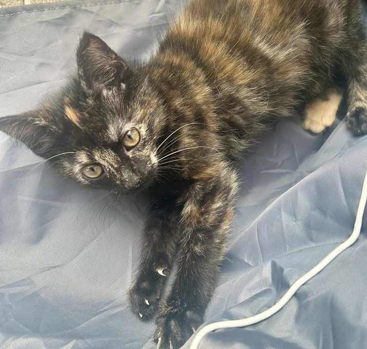 Photo of Weeping Kitty : Willow