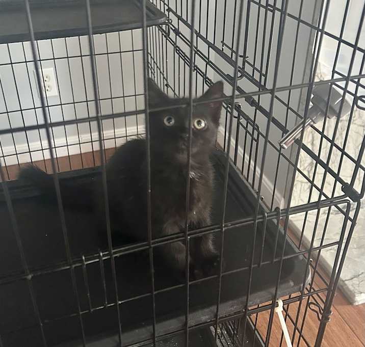 Photo of Weeping Kitty : Oak