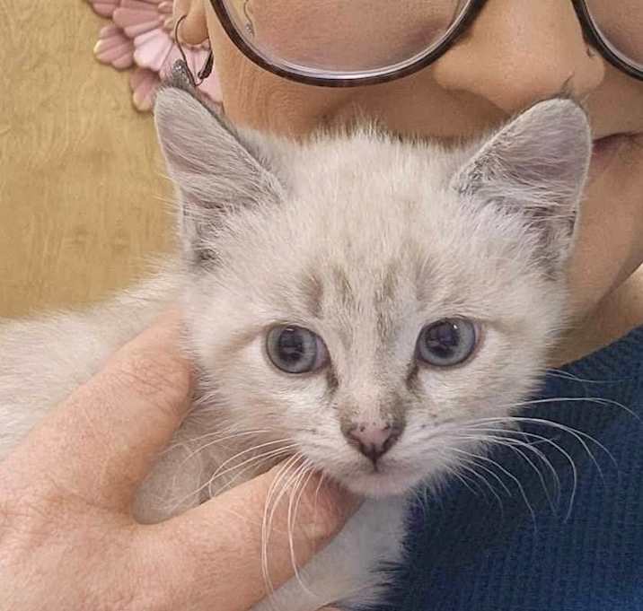 Photo of Greek Kitty : Aphrodite